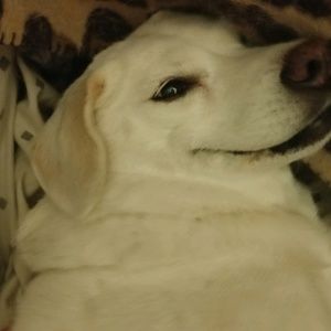 Meet your Posher, Charlie